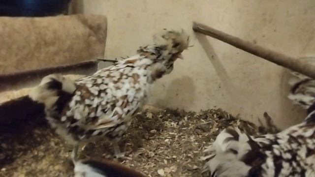 Куры Падуан толбунт смотреть онлайн