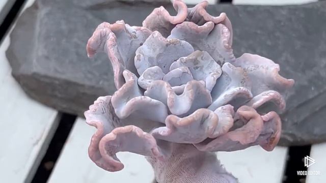 Echeveria Crispate Beauty