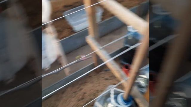 Виноград в Приморском крае! Первые соцветия? Только вегитирующие саженцы! 25.02.2023г смотреть онлайн