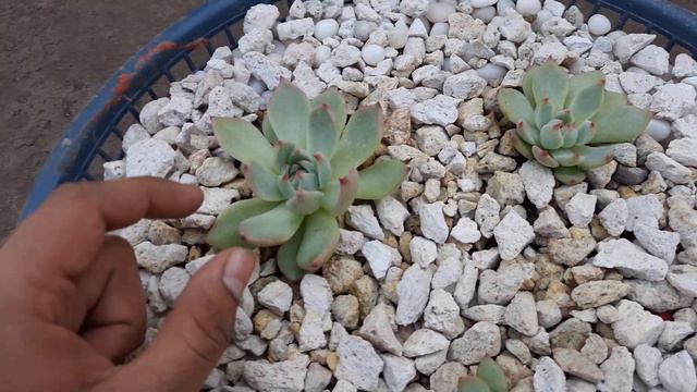 MOST BEAUTIFUL PLANT IN INDIA смотреть онлайн