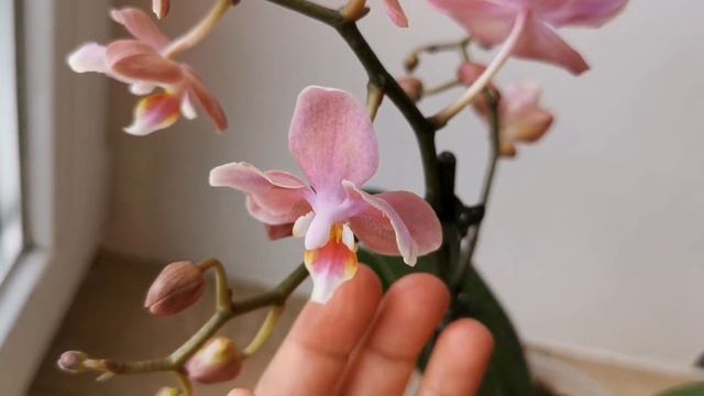 Phal. Odorion Парфюмерная фабрика (орхидея бабочка фаленопсис Одорион) смотреть онлайн