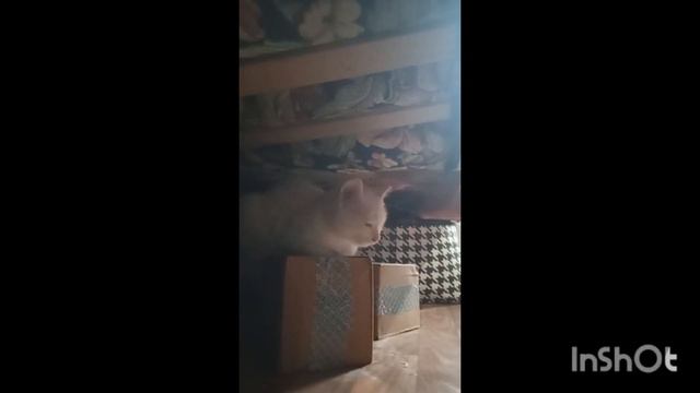 🐈котенок девочка 🤗 турецкая ангора 😊