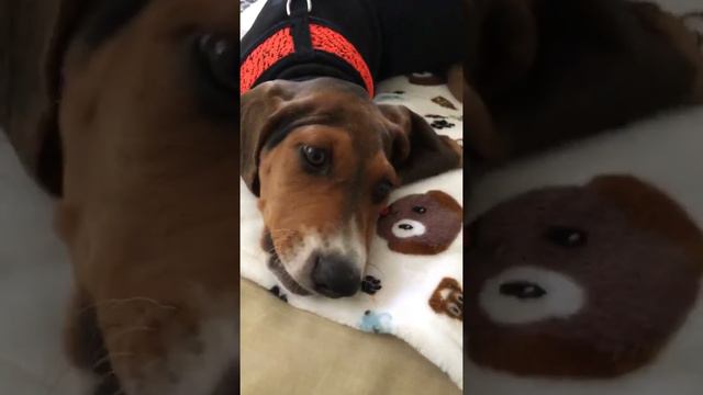 Walker hound talking смотреть онлайн