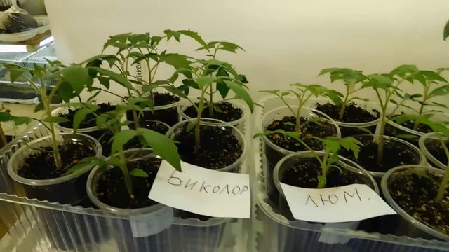 ?РАССАДА ПОД ФИТО-ЛАМПАМИ ! Отличие .? ? смотреть онлайн