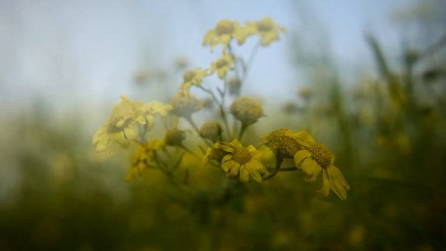 Nikon 5300 Video Test !