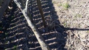 Персик после зимы