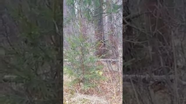 Охота на зайцев с русскими гончими будишка и балагур смотреть онлайн