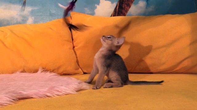 Абиссинский котенок мальчик голубого окраса. Https://abygoldvein.jimdo.com/ .