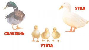 Домашние животные и их детеныши. Мамы, папы и малыши.