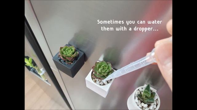 Succulents, tillandsia, mini flower pot, magnetic pot, great gift! смотреть онлайн