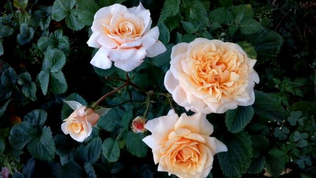 Pink Paradise rose Paco Raban rose Dinky rose Sommersonne 30 липня 2020 р. смотреть онлайн