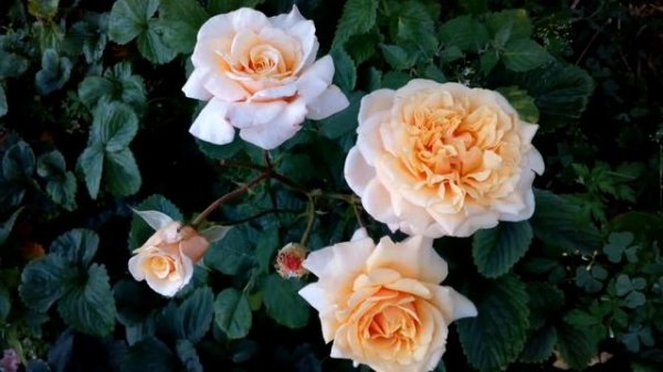 Pink Paradise rose Paco Raban rose Dinky rose Sommersonne 30 липня 2020 р.