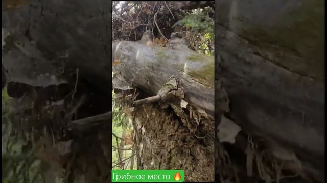 Грибы || Опята || Осень || Счастье есть ? смотреть онлайн