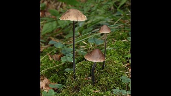 Marasmius alliaceus