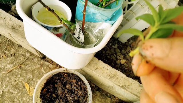 Метельчатые гортензии. Размножение зелеными черенками. / Propagation by green cuttings. смотреть онлайн