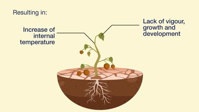Drought stress in plants смотреть онлайн