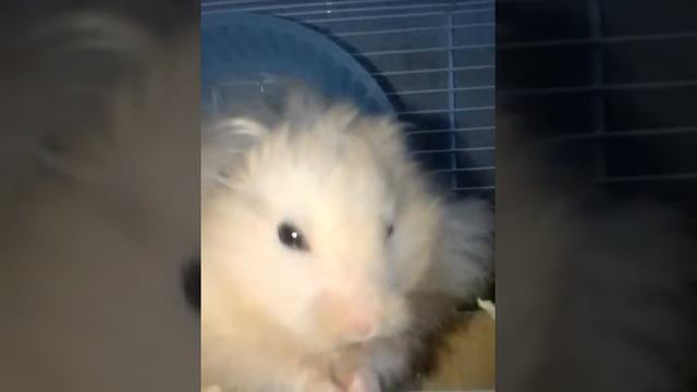Это очень мило как мой хомяк ест кусочек сыра смотреть онлайн