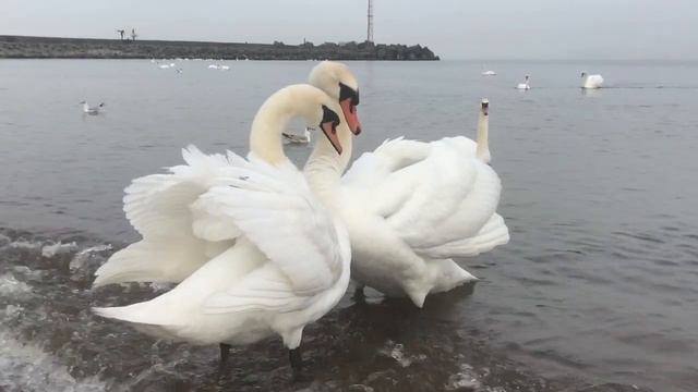 Лебединый танец смотреть онлайн