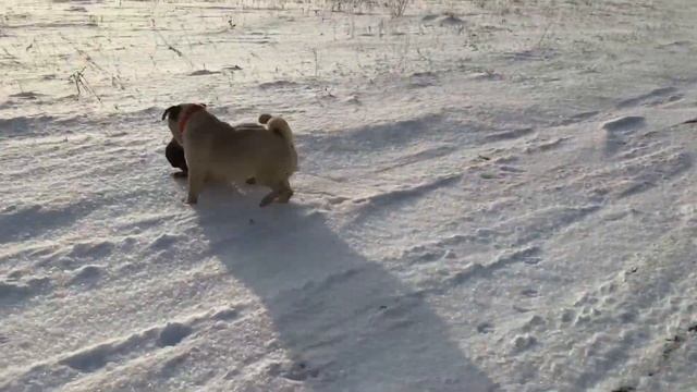 А КТО ЕЩЁ ТАК С МОПСАМИ ГУЛЯЕТ? смотреть онлайн
