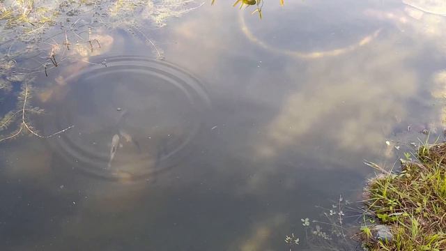Рыбки в пруду смотреть онлайн