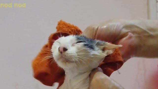 First bath for injured street kitten - Abandoned In The Deserted House. Yamato's VLOG#37 смотреть онлайн
