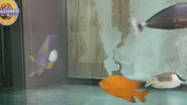 Annularis Angel $479 - Bali смотреть онлайн