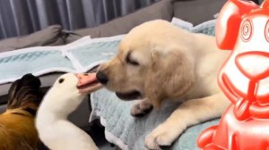 Кот забрал цыплят у курицы. Желейный Стасик был свидетелем.