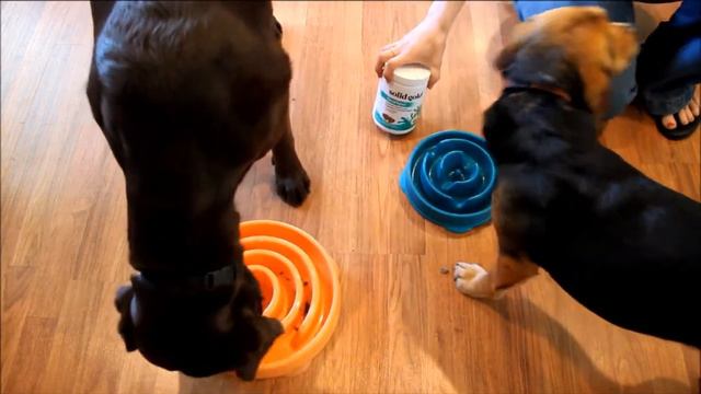 Solid Gold Dog Food, Treats and Supplements Review (2018) смотреть онлайн