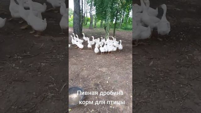 Гуси едят пивную дробину смотреть онлайн