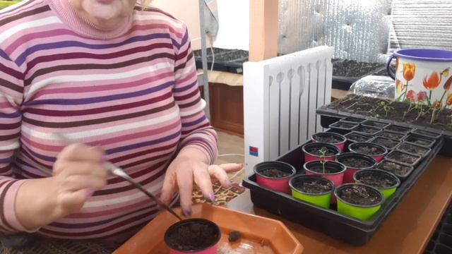 Как провести пикировку рассады лаванды. How to pick a seedlings lavender. смотреть онлайн
