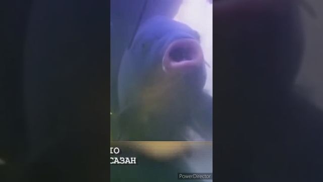 Где стоит сазан? смотреть онлайн