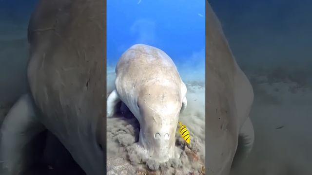 Морская Корова смотреть онлайн