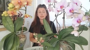 Ааа ❗ Орхидея СБРОСИЛА БУТОНЫ , ПОЧЕМУ ❓ ЧТО ДЕЛАТЬ ❓