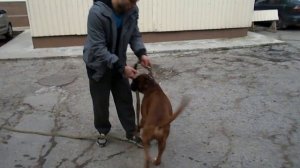 Обзор на породу Немецкий боксер. (Немецкий боксер нового типа)