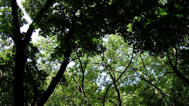 Погибает чудо-парк в центре Киева. смотреть онлайн
