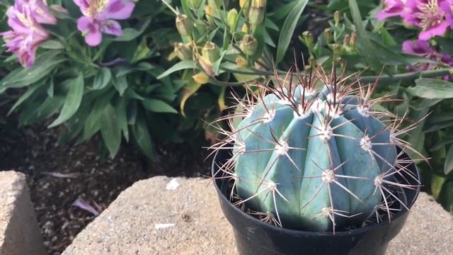 "Succulenting with Stephen": Melocactus azureus (Turk’s cap cactus) смотреть онлайн