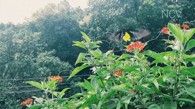 No Copyright Video - Butterfly beautiful nature background - Full HD 108 |Royalty free stock footag смотреть онлайн