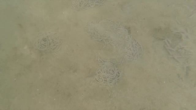 Червяки в Дании. Морские черви? смотреть онлайн