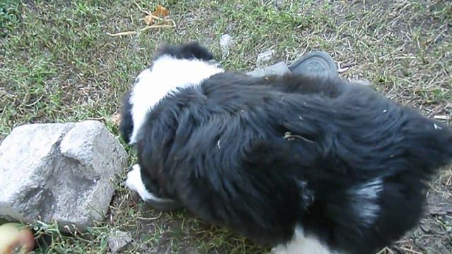 играющие щенки смотреть онлайн