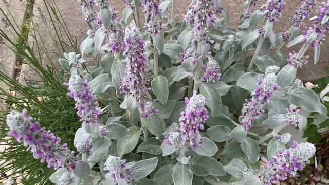 Lambs Ear II Stachys byzantina смотреть онлайн