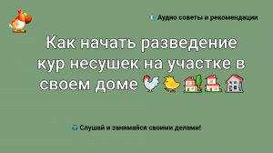 Как начать разведение кур на участке в своем доме