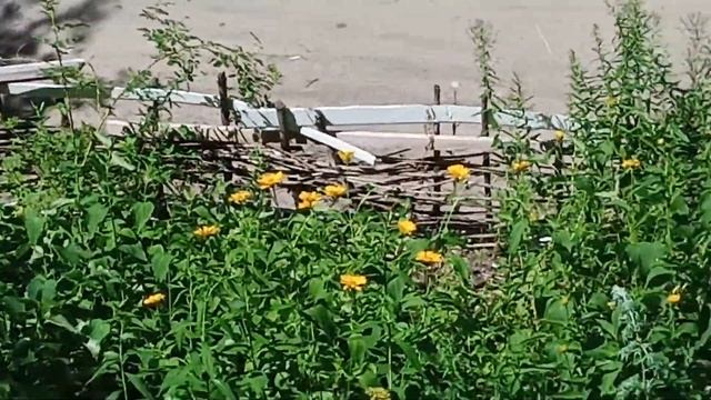 Соседка выдрала цветы. Что из этого получилось. Гелиопсис смотреть онлайн