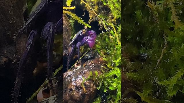 Краб вампир видео на #rutub