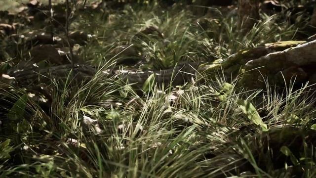 Unreal Engine Procedural Oak Forest - Spring смотреть онлайн