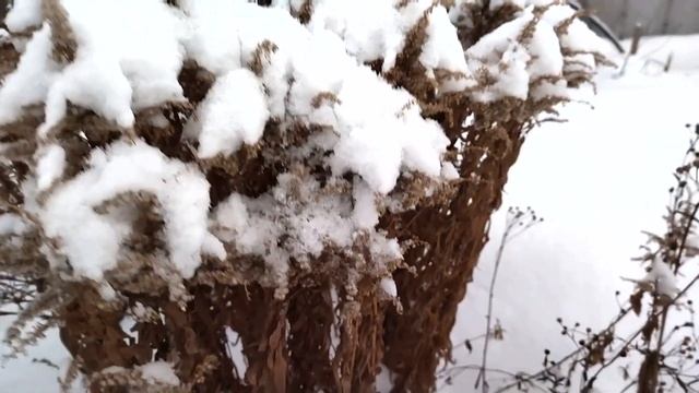 Футаж Снежный букет смотреть онлайн