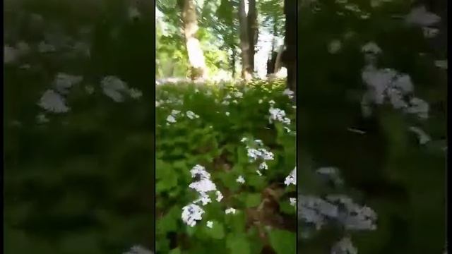 Сад Гесперид. Мифы и легенды смотреть онлайн