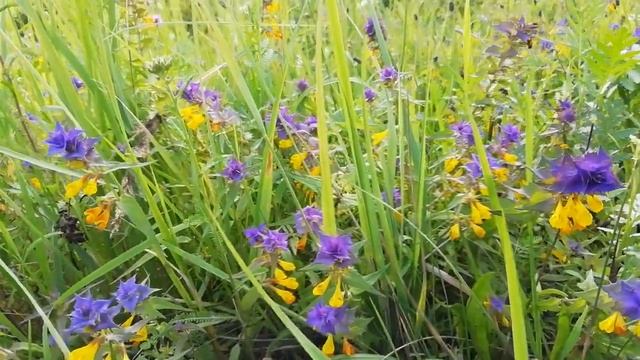 Иван да Марья - растение полупаразит смотреть онлайн