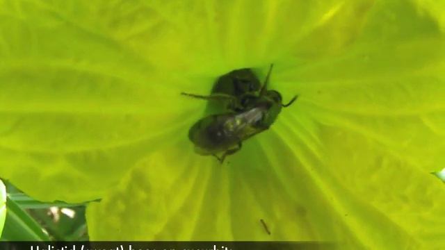 Bee Pollinators of Southwest Virginia Crops (revised 6 June 2010) смотреть онлайн