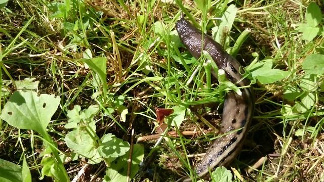 Чёрно-синий слизень (лат. Limax cinereoniger) смотреть онлайн