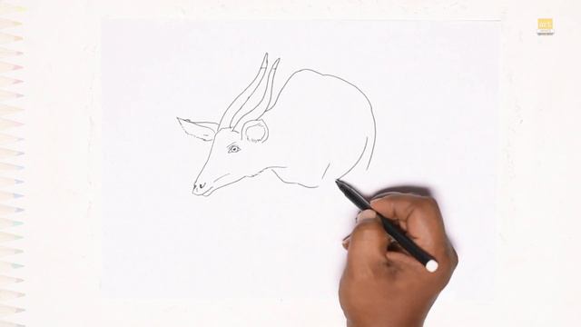 Bongo animal drawing | Forest animal drawings | How to draw Bongo / Antelope step by step | Bongos смотреть онлайн